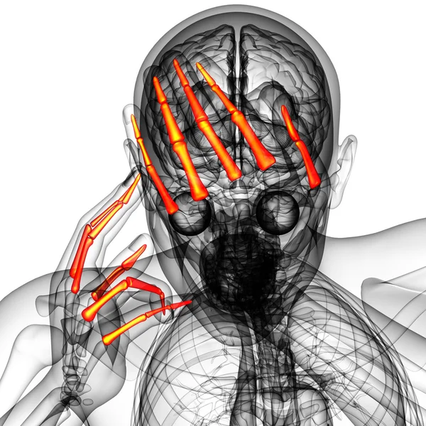 3D vykreslování obrázku falangy lidské ruky — Stock fotografie