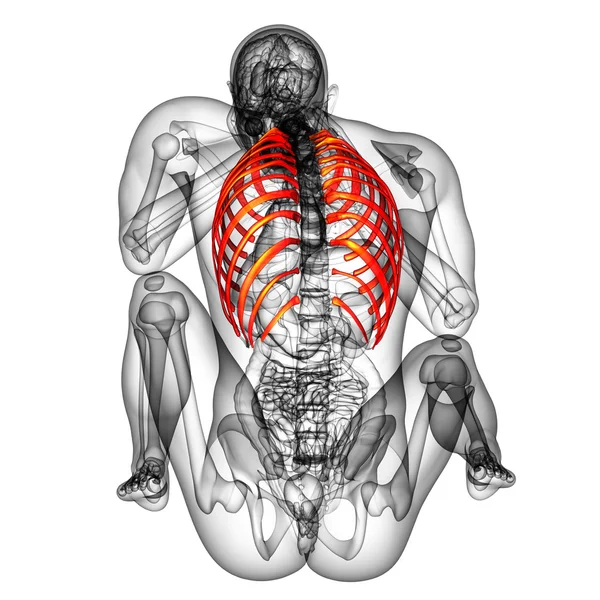 3d hacer ilustración médica de la caja torácica — Foto de Stock