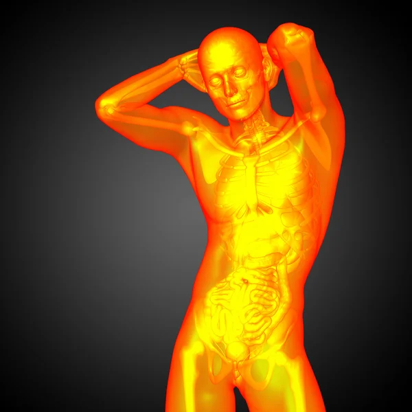 3D göra medicinsk illustration av den mänskliga anatomin — Stockfoto