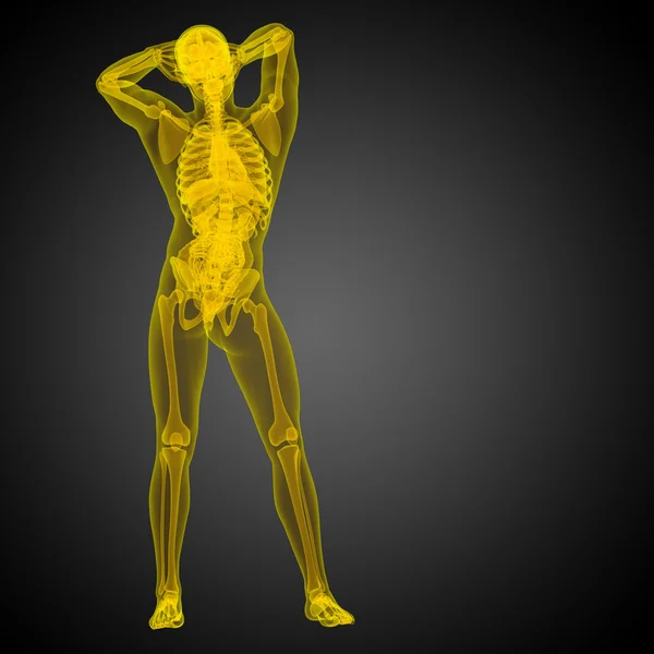 인간 해부학의 3d 렌더링 의료 일러스트 — 스톡 사진