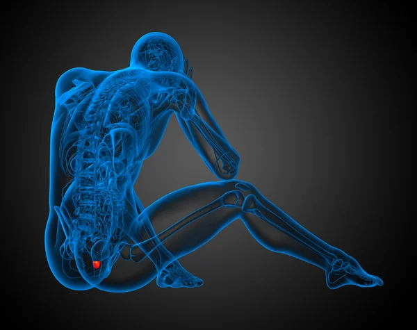 Illustration 3D de la prostate humaine — Photo