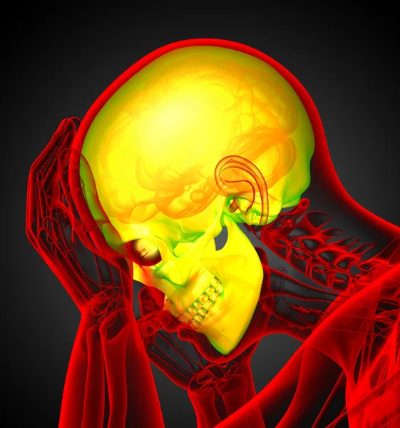 3d hacer ilustración médica del cráneo humano —  Fotos de Stock
