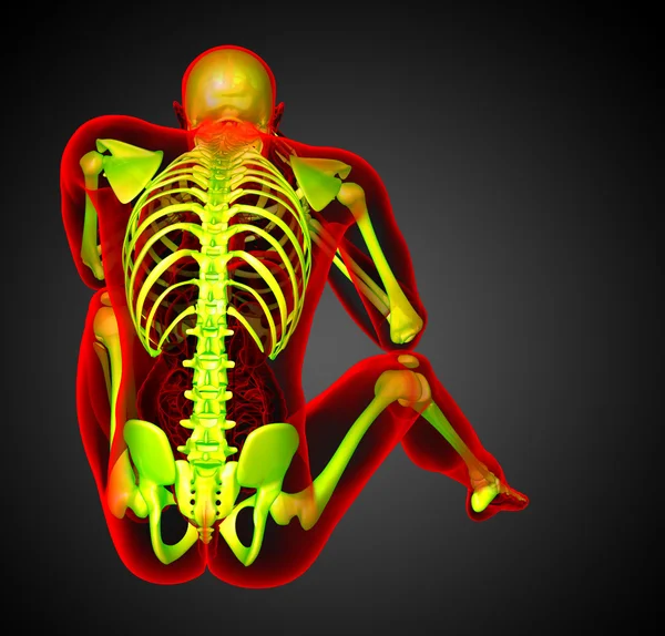 3D καθιστούν ιατρική απεικόνιση του ανθρώπινου σκελετού — Φωτογραφία Αρχείου