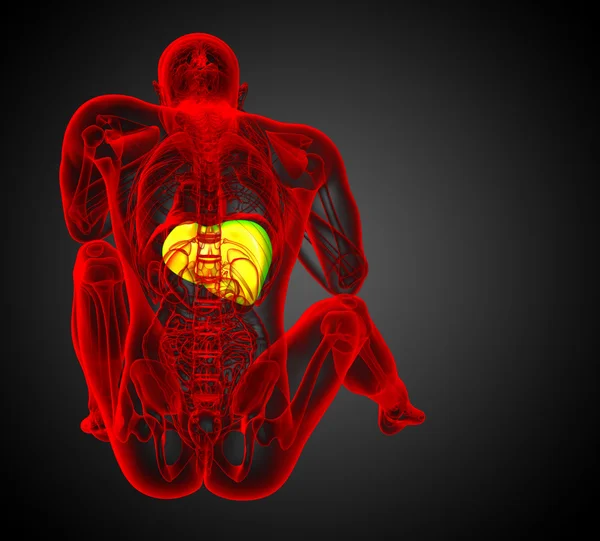 3D göra medicinsk illustration av levern — Stockfoto