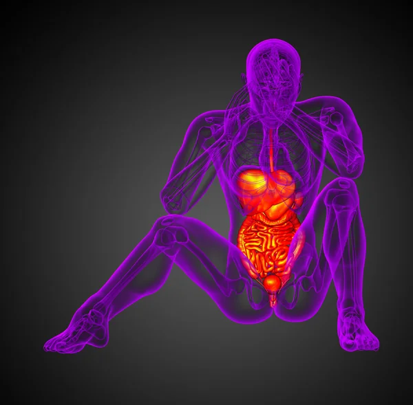 3d rendre illustration médicale du système digestif humain — Photo