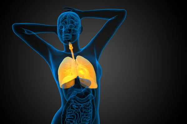 3D utsmält illustration av det respiratort systemet — Stockfoto