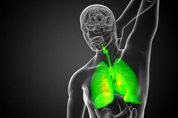 3D utsmält illustration av det respiratort systemet — Stockfoto