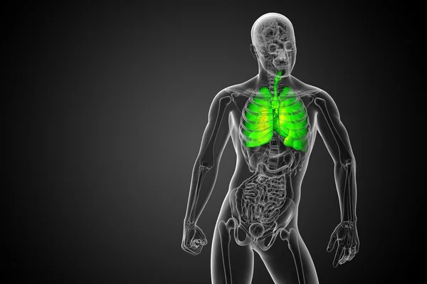 3D wytopione ilustracja systemu respiratort — Zdjęcie stockowe