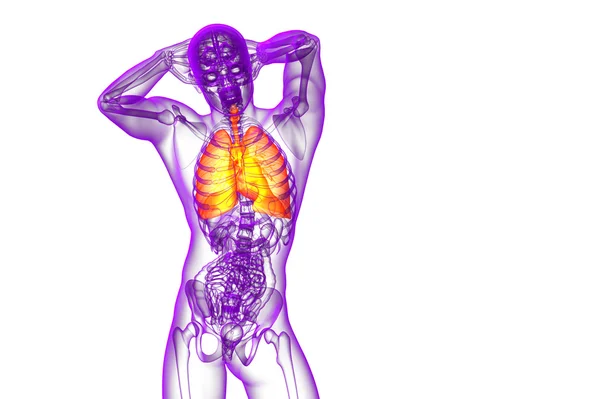 Illustrazione 3d del sistema respiratorio — Foto Stock