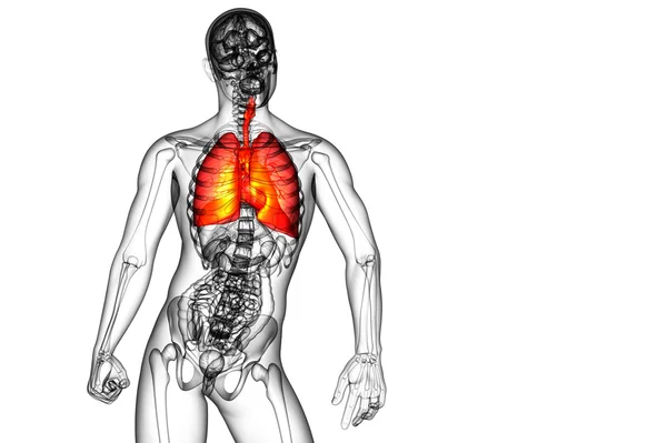 Respiratort システムの 3 d レンダリングされたイラストレーション — ストック写真