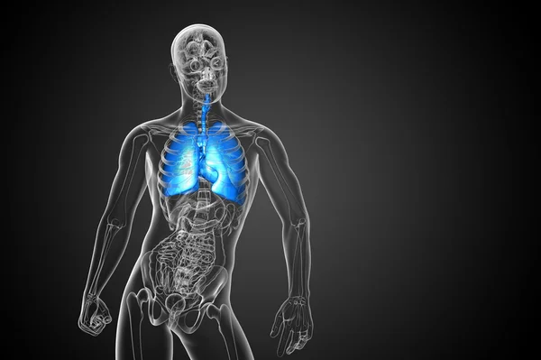 Illustrazione 3d del sistema respiratorio — Foto Stock