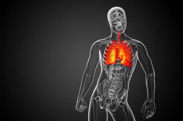 3D wytopione ilustracja systemu respiratort — Zdjęcie stockowe