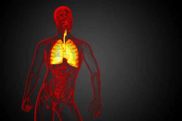 Illustration en 3D du système respiratoire — Photo