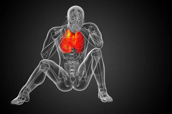 Ilustración 3D del sistema respiratort —  Fotos de Stock