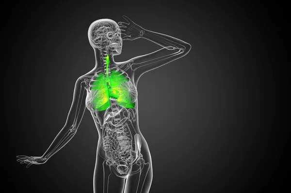 Ilustración 3D del sistema respiratort —  Fotos de Stock