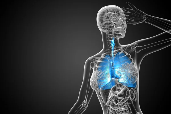 3D utsmält illustration av det respiratort systemet — Stockfoto