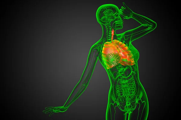 3d rendered illustration of the respiratort system — Stock Photo, Image