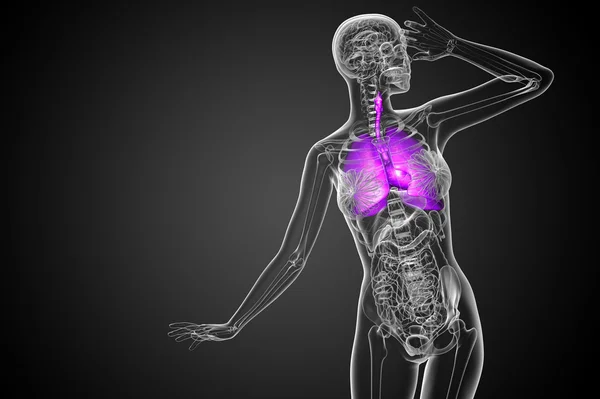 3D wytopione ilustracja systemu respiratort — Zdjęcie stockowe