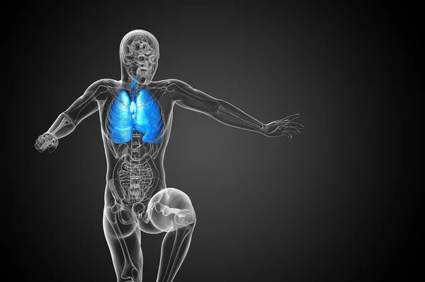 Illustration en 3D du système respiratoire — Photo