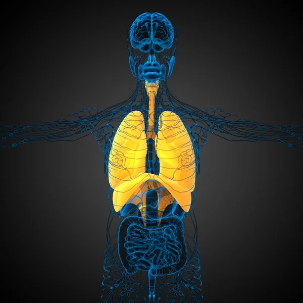 3D utsmält illustration av det respiratort systemet — Stockfoto