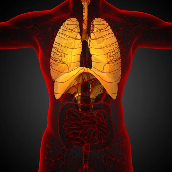 Ilustración 3D del sistema respiratort — Foto de Stock