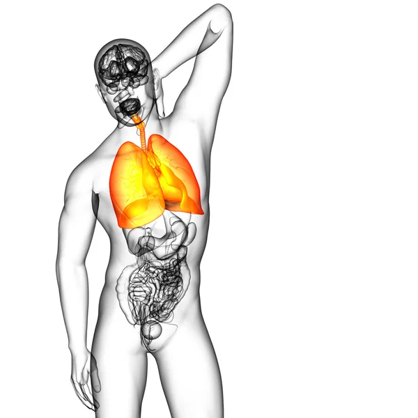 3D wytopione ilustracja systemu respiratort — Zdjęcie stockowe