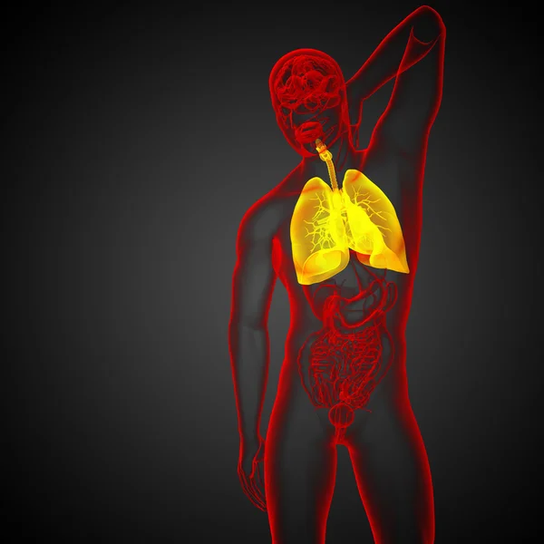 Illustration en 3D du système respiratoire — Photo