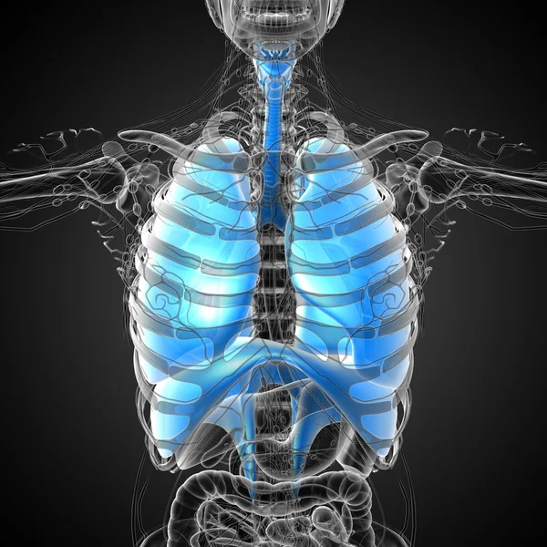 Illustration en 3D du système respiratoire — Photo