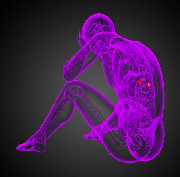 மனித அட்ரினலின் 3D விளக்கக்காட்சி — ஸ்டாக் புகைப்படம்