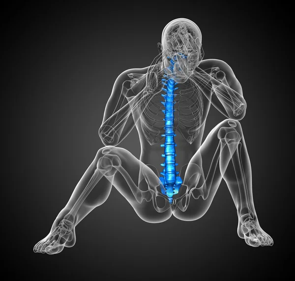 3d hacer ilustración médica de la columna vertebral humana —  Fotos de Stock