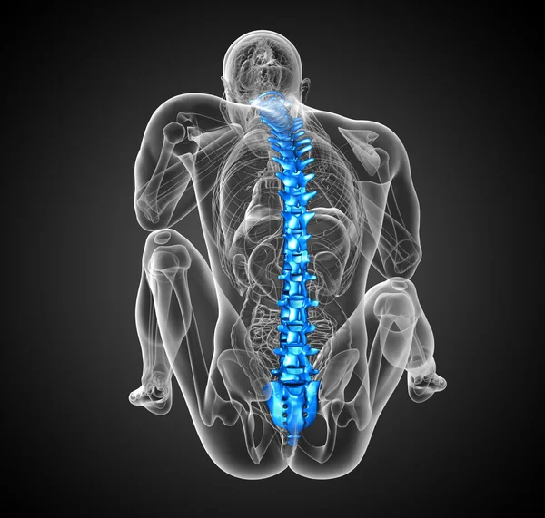 3d render medical illustration of the human spine — Stock Photo, Image