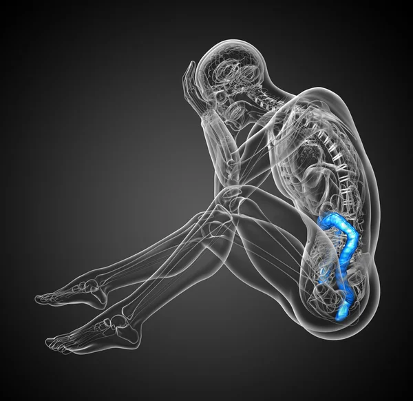 Sistema digestivo humano intestino grueso —  Fotos de Stock