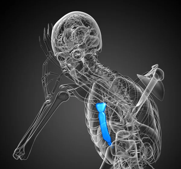 3d rendere illustrazione medica dell'osso dello sterno — Foto Stock