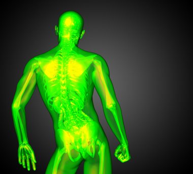 3D render Medikal illüstrasyon insan anatomi