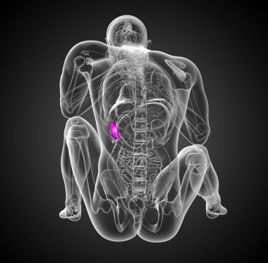 3D render Medikal illüstrasyon dalak