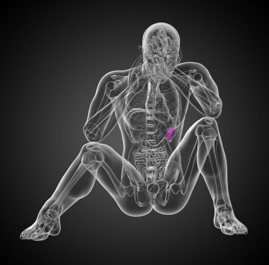 3D render Medikal illüstrasyon dalak