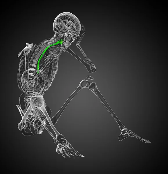 Özofagus 3D render çizimi — Stok fotoğraf