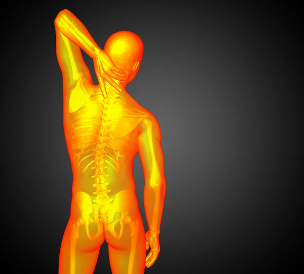 3d tornar ilustração médica da anatomia humana — Fotografia de Stock