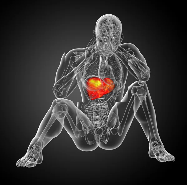 3d 渲染医学插图的肝脏 — 图库照片