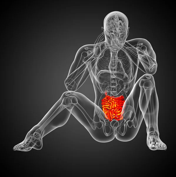 男性の小腸の 3 d レンダリングされた図 — ストック写真