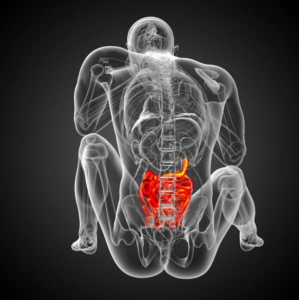 3d ilustrație redată a intestinului subțire masculin — Fotografie, imagine de stoc