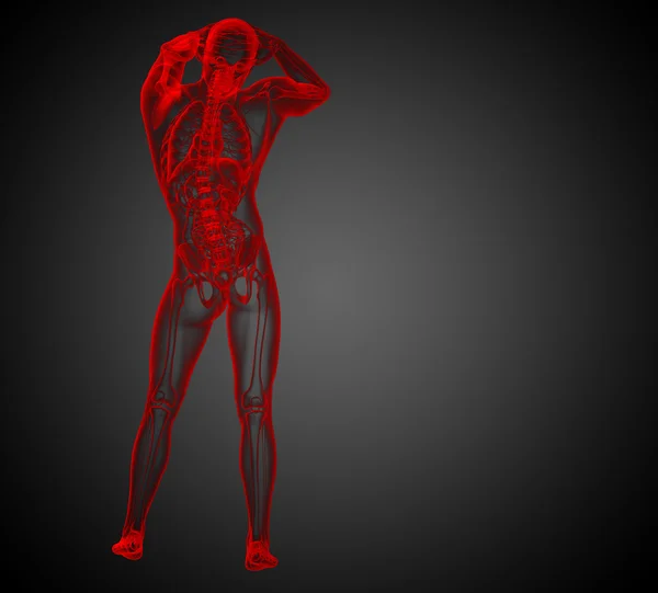 3D καθιστούν ιατρική απεικόνιση της ανθρώπινης ανατομίας — Φωτογραφία Αρχείου