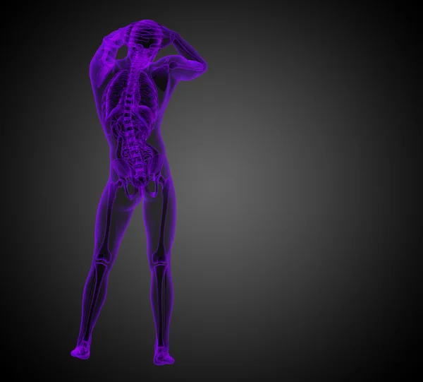 3d hacer ilustración médica de la anatomía humana — Foto de Stock