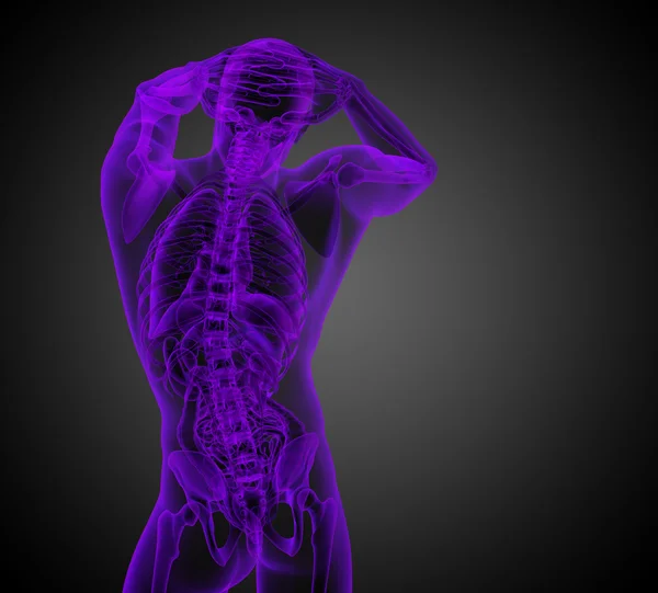 3D render medische illustratie van de menselijke anatomie — Stockfoto