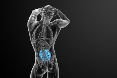 ince bağırsak 3D render çizimi