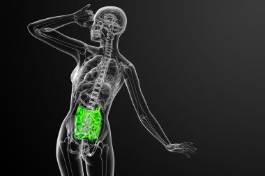 ince bağırsak 3D render çizimi