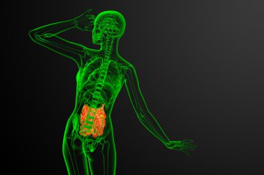 ince bağırsak 3D render çizimi