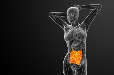 ince bağırsak 3D render çizimi