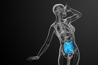 ince bağırsak 3D render çizimi