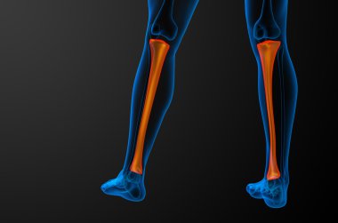 3D render Medikal illüstrasyon tibia kemik